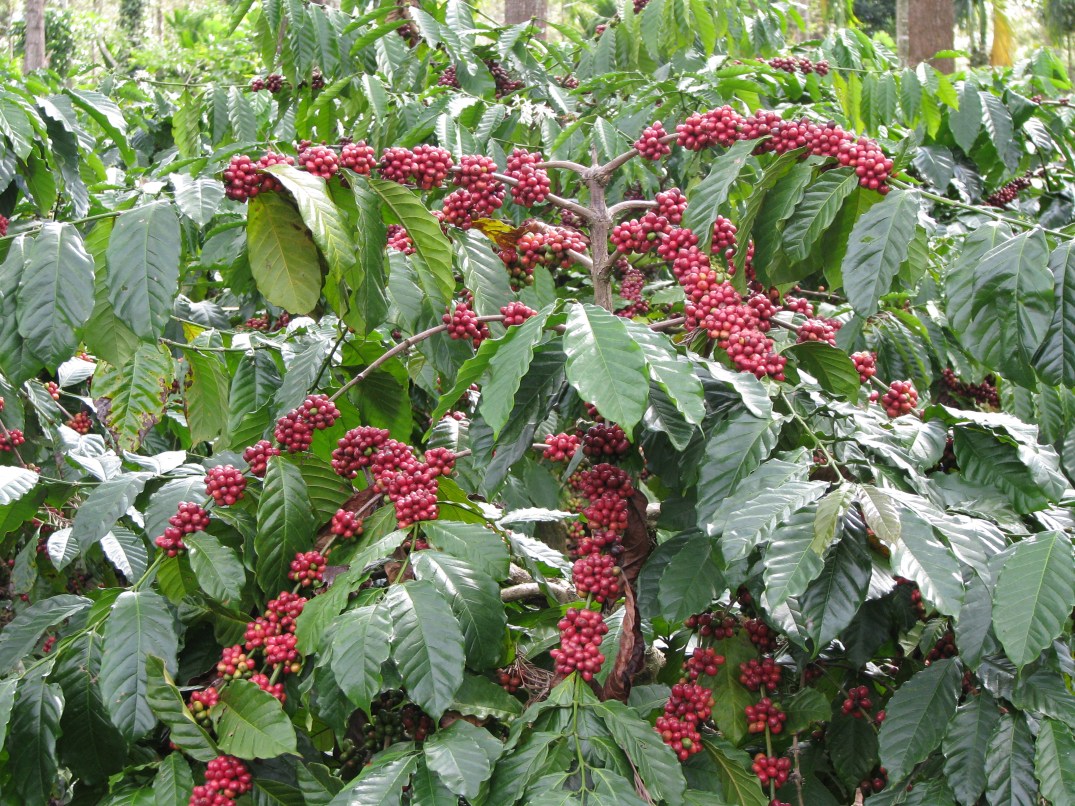 coffee bush